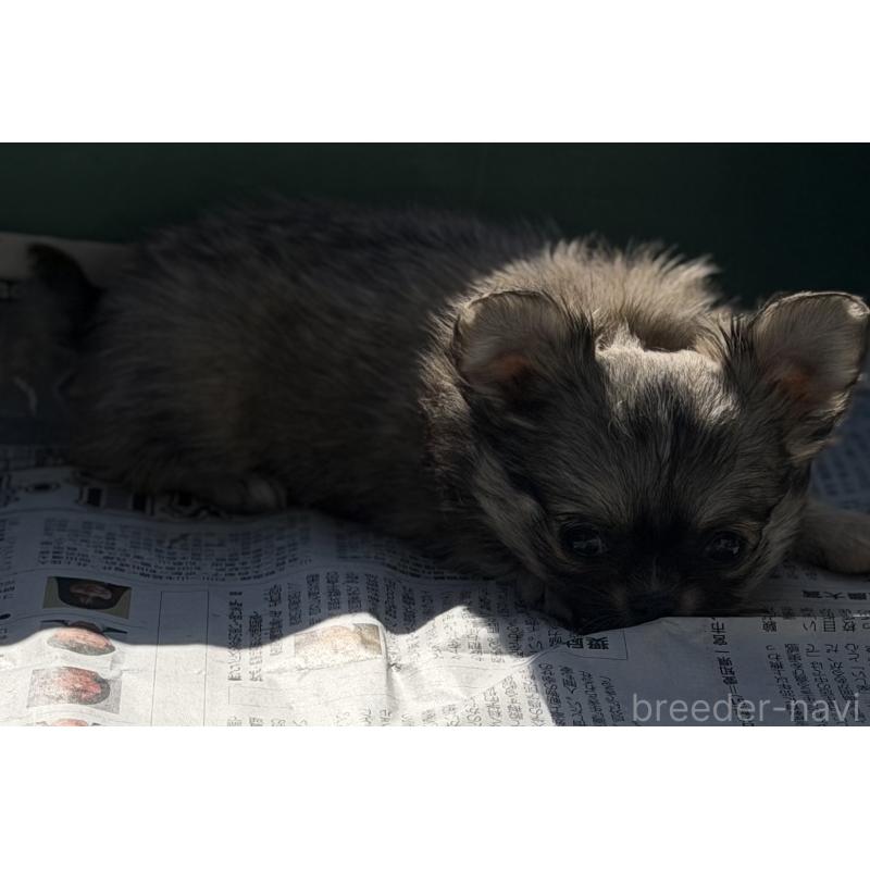 販売中の山梨県のチワワ(ロングコート)-431128の7枚目