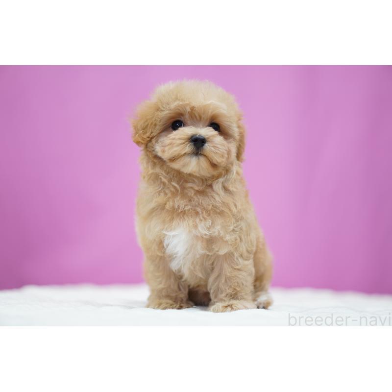 販売中の埼玉県のマルプー:マルチーズ×トイプードル-433050の7枚目