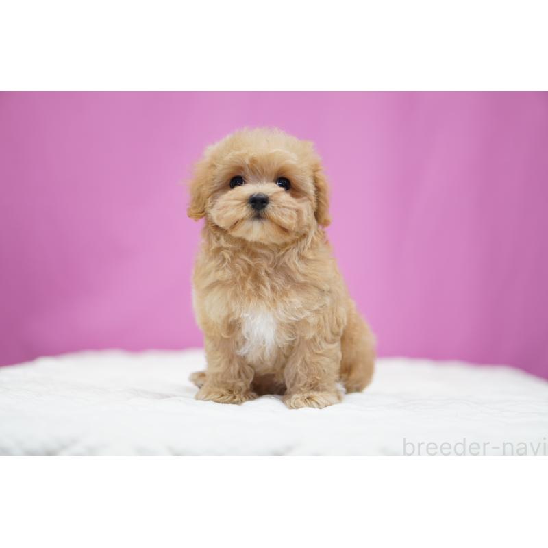 販売中の埼玉県のマルプー:マルチーズ×トイプードル-433050の6枚目