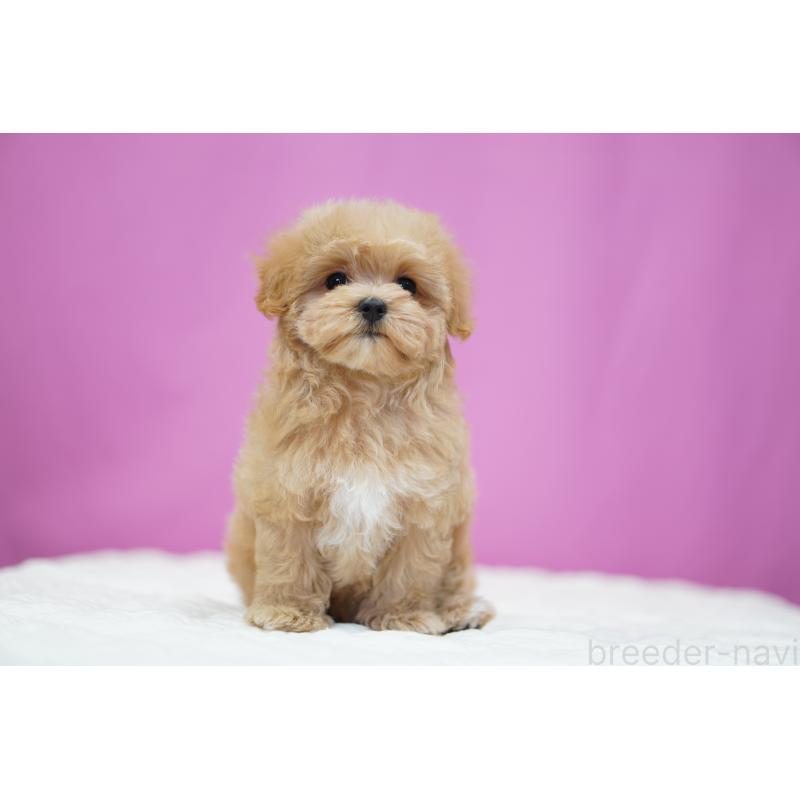 販売中の埼玉県のマルプー:マルチーズ×トイプードル-433050の5枚目