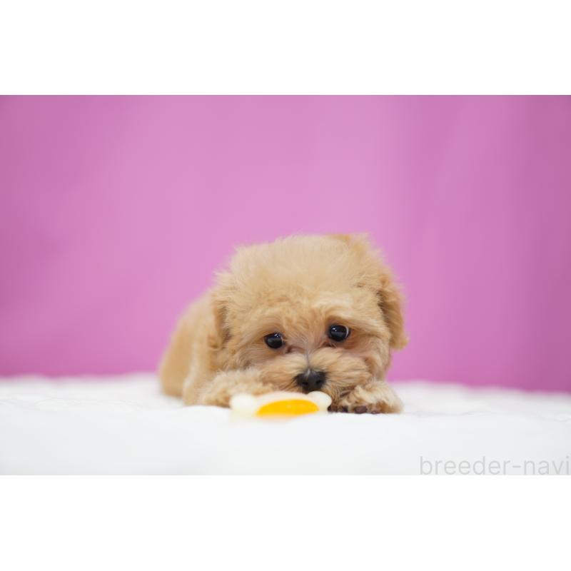 販売中の埼玉県のマルプー:マルチーズ×トイプードル-433050の4枚目