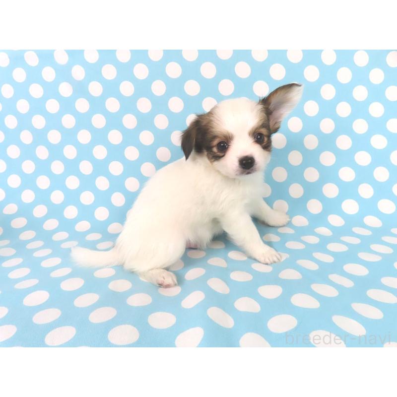 販売中の千葉県のパピヨン-438380の14枚目