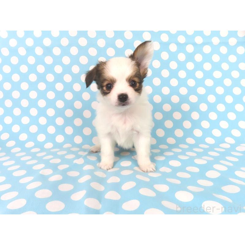 販売中の千葉県のパピヨン-438380の13枚目