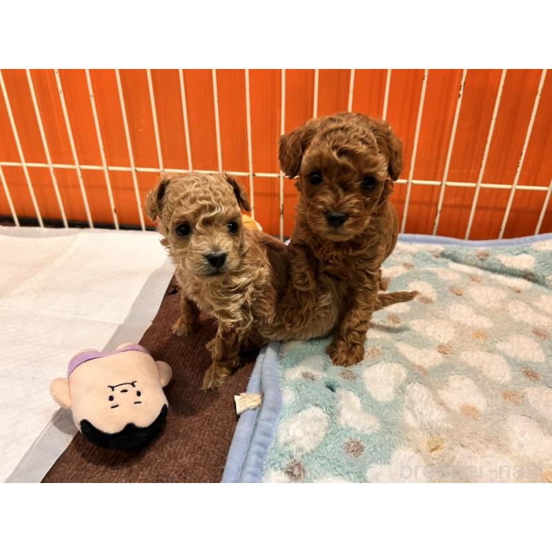 販売中の群馬県のトイプードル-442333の3枚目