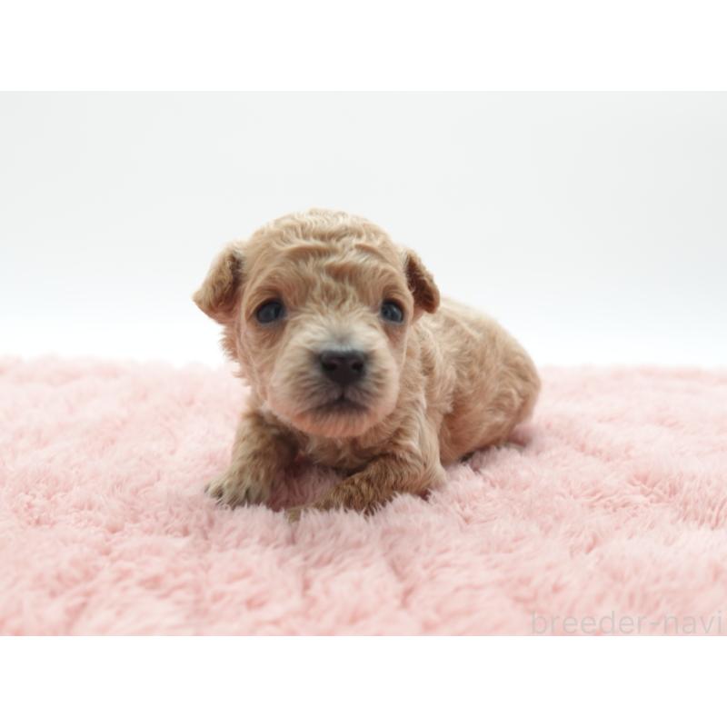 販売中の群馬県のトイプードル-442333の2枚目