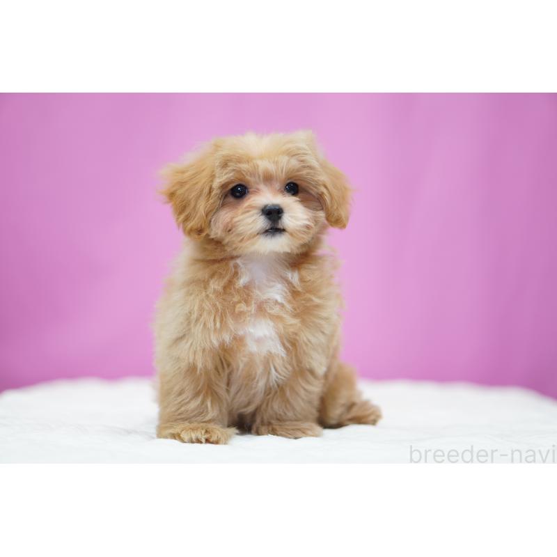 販売中の埼玉県のマルプー:マルチーズ×トイプードル-433046の7枚目