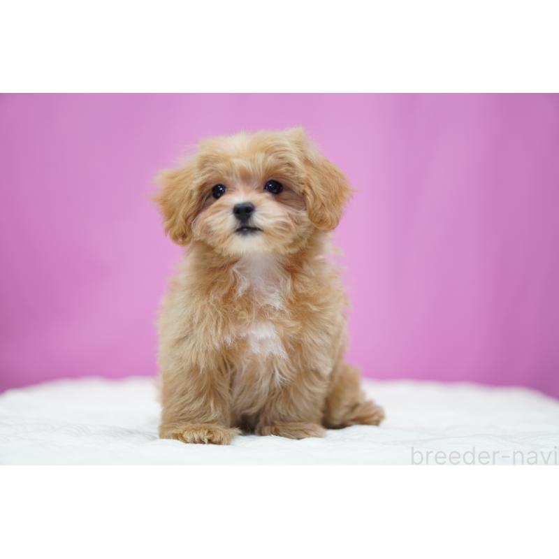 販売中の埼玉県のマルプー:マルチーズ×トイプードル-433046の5枚目