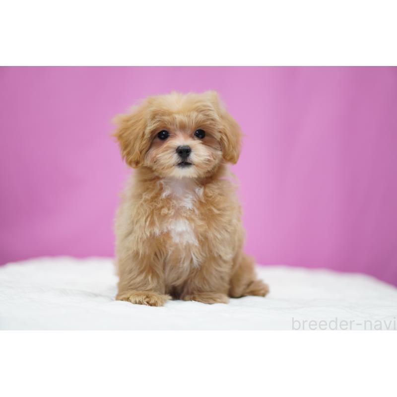 販売中の埼玉県のマルプー:マルチーズ×トイプードル-433046の4枚目