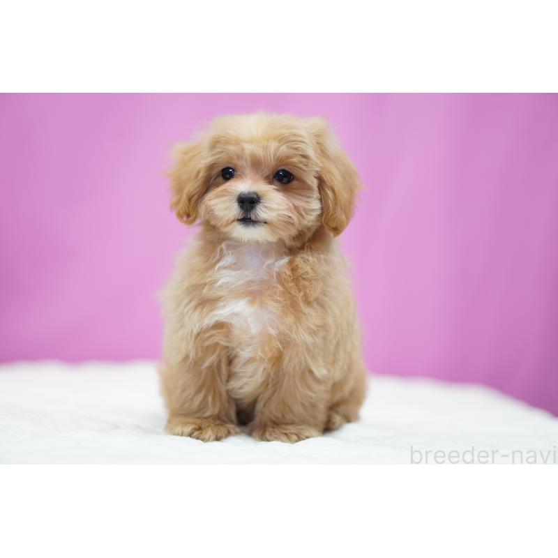 販売中の埼玉県のマルプー:マルチーズ×トイプードル-433046の3枚目