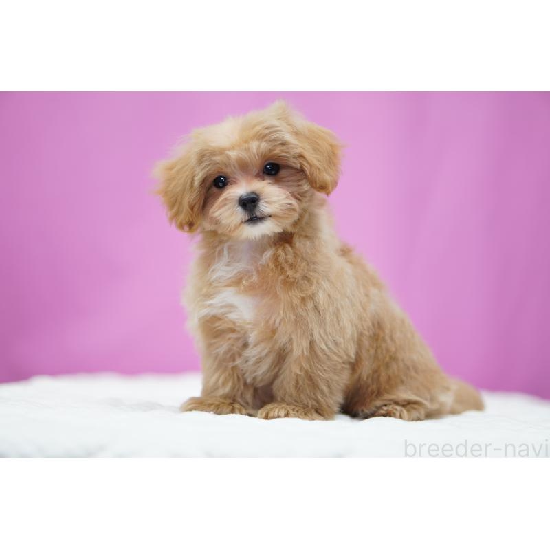 販売中の埼玉県のマルプー:マルチーズ×トイプードル-433046の2枚目