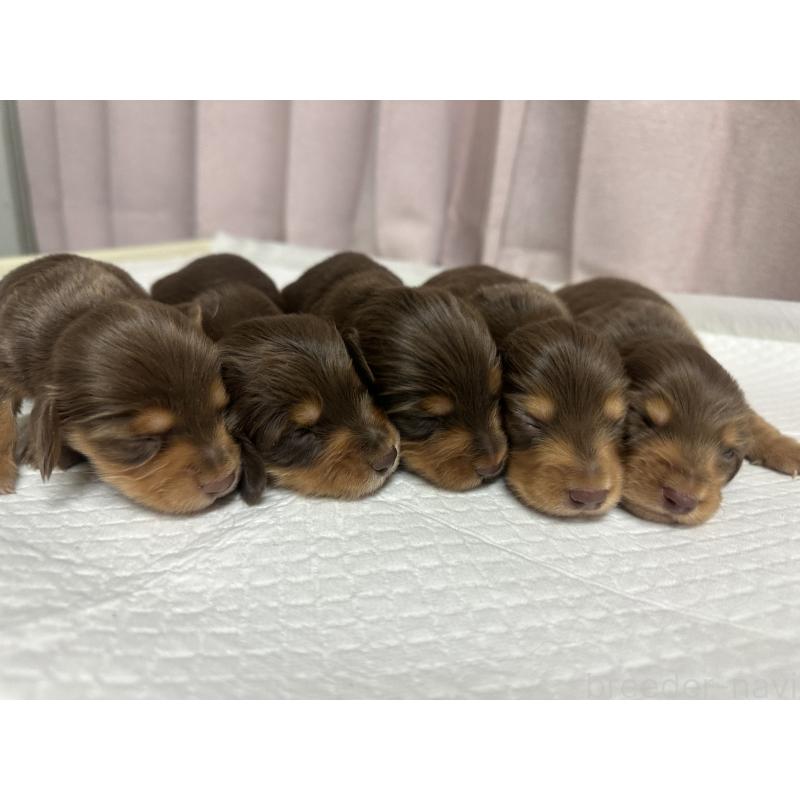 販売中の熊本県のミニチュアダックスフンド(ロングヘアード)-442337の4枚目