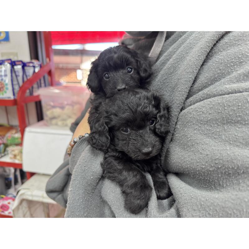 成約済の愛知県のダップー:ミニチュアダックスフンド×トイプードル-435244の2枚目