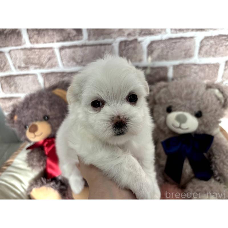 販売中の埼玉県のマルチーズ-442334の17枚目