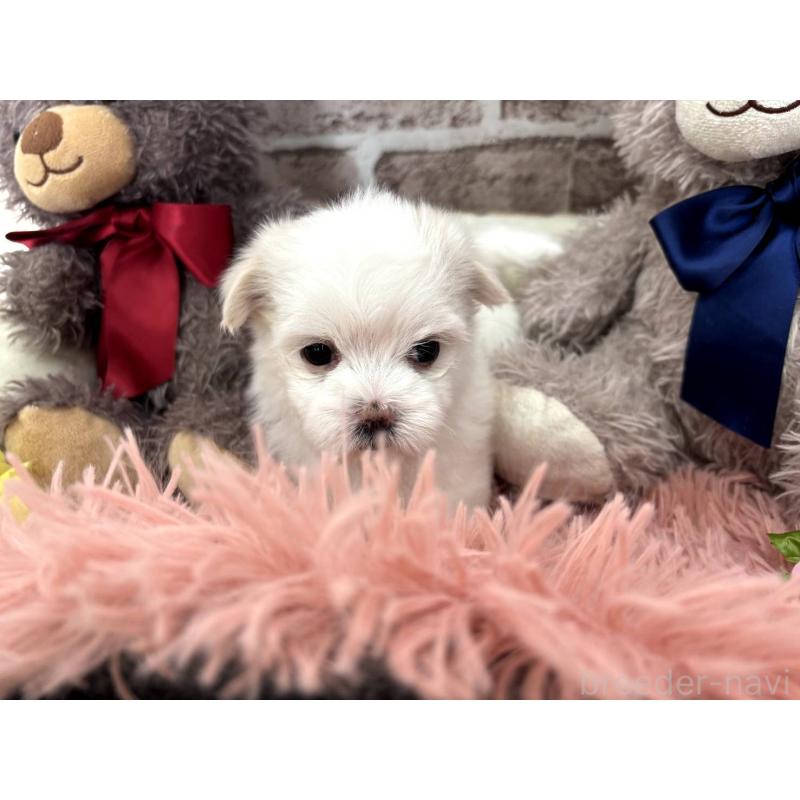 販売中の埼玉県のマルチーズ-442334の16枚目