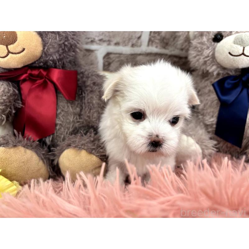 販売中の埼玉県のマルチーズ-442334の15枚目