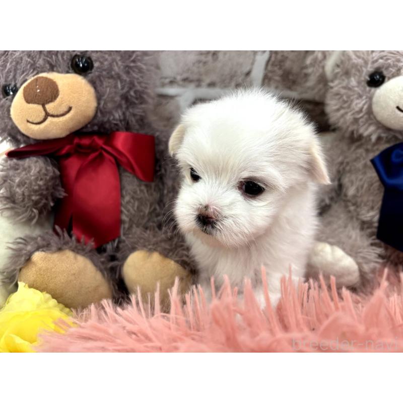 販売中の埼玉県のマルチーズ-442334の14枚目