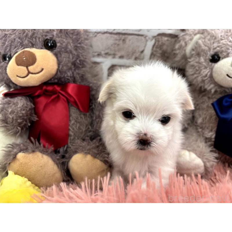 販売中の埼玉県のマルチーズ-442334の13枚目