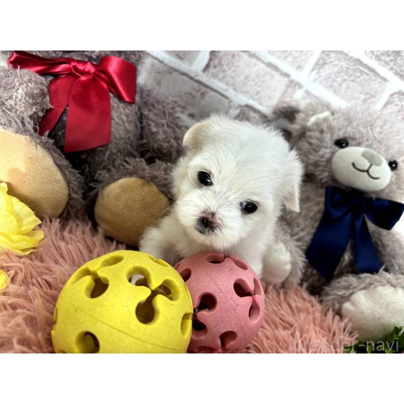 販売中の埼玉県のマルチーズ-442334の12枚目