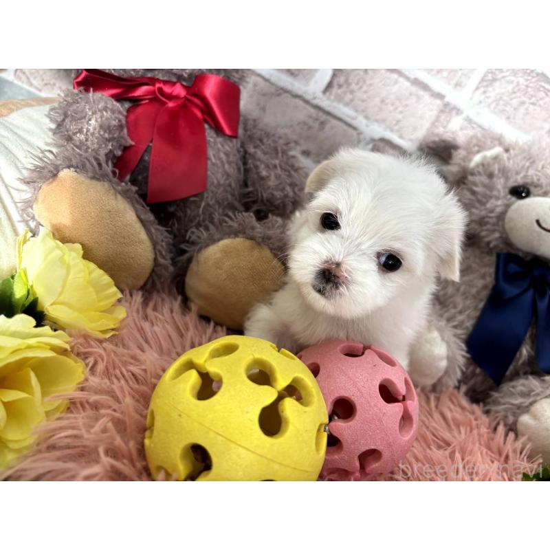 販売中の埼玉県のマルチーズ-442334の11枚目