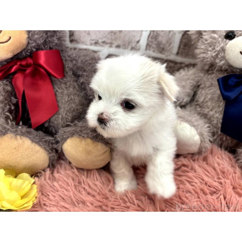 販売中の埼玉県のマルチーズ-442334の10枚目