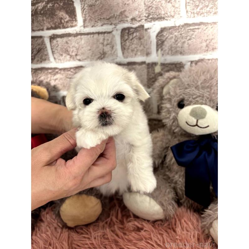 販売中の埼玉県のマルチーズ-442334の9枚目