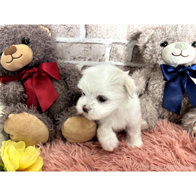 販売中の埼玉県のマルチーズ-442334の8枚目