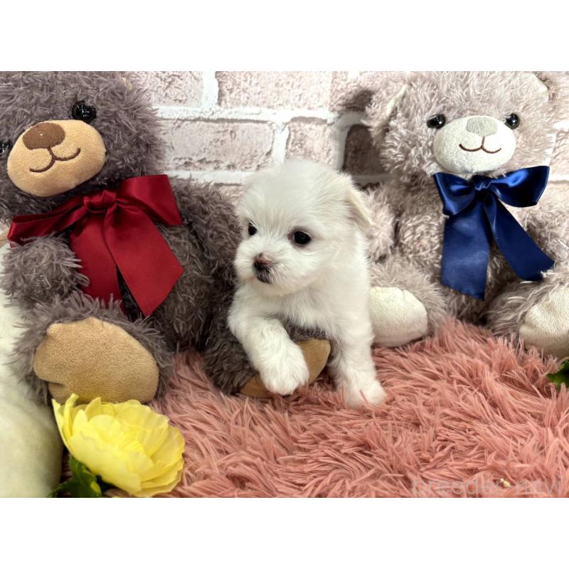 販売中の埼玉県のマルチーズ-442334の7枚目