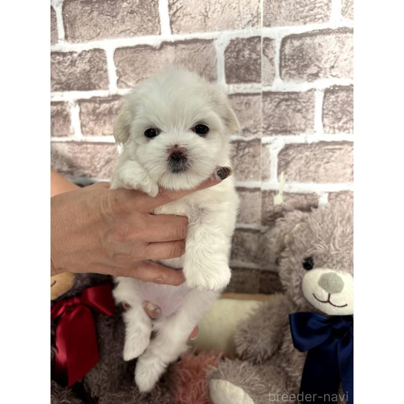 販売中の埼玉県のマルチーズ-442334の6枚目