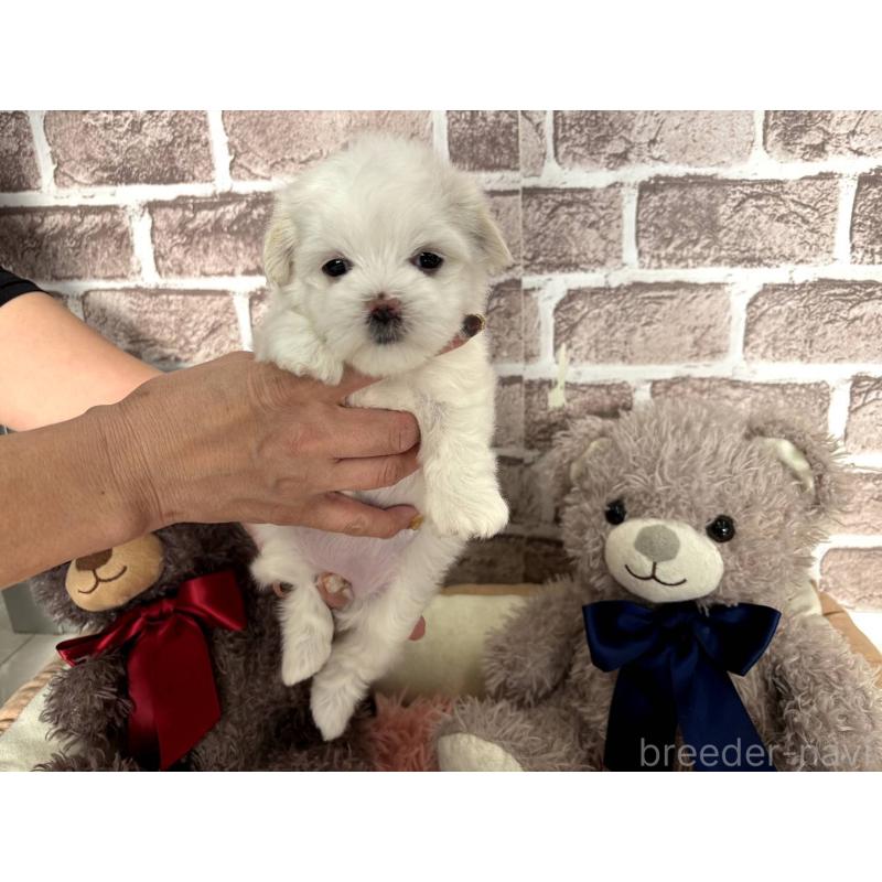 販売中の埼玉県のマルチーズ-442334の5枚目