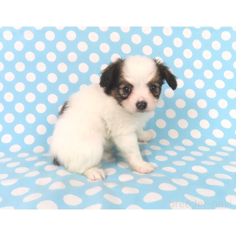 販売中の千葉県のパピヨン-438381の14枚目