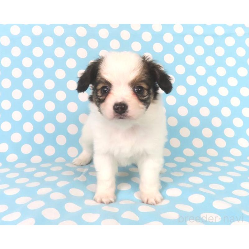 販売中の千葉県のパピヨン-438381の13枚目