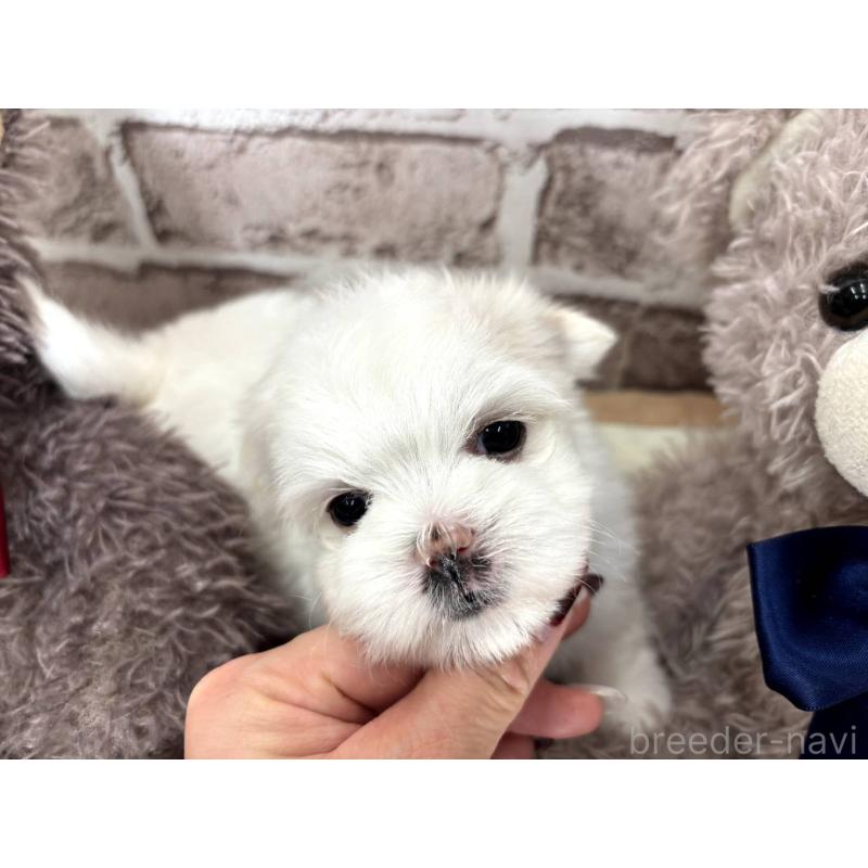 販売中の埼玉県のマルチーズ-442334の3枚目