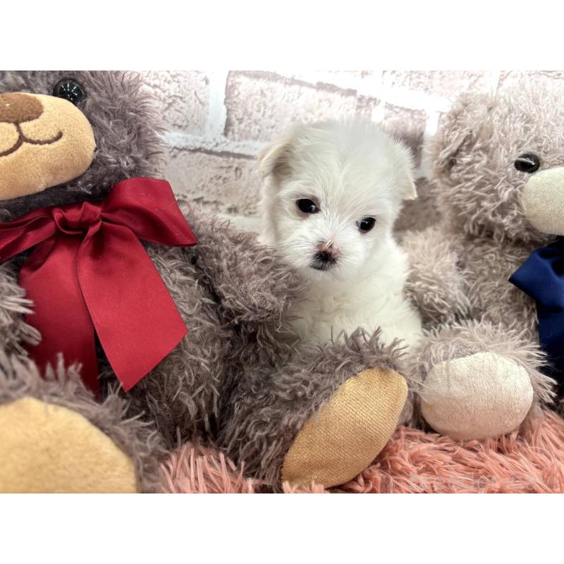 販売中の埼玉県のマルチーズ-442334の2枚目