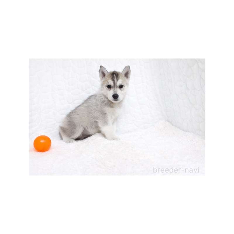 販売中の栃木県のシベリアンハスキー-442335の4枚目