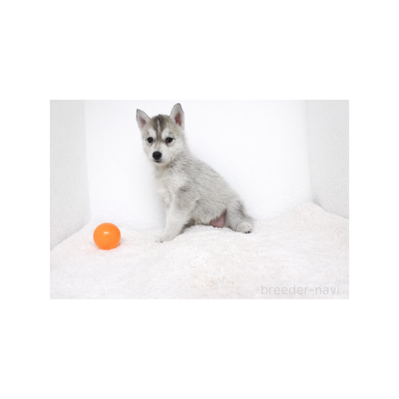 販売中の栃木県のシベリアンハスキー-442335の3枚目