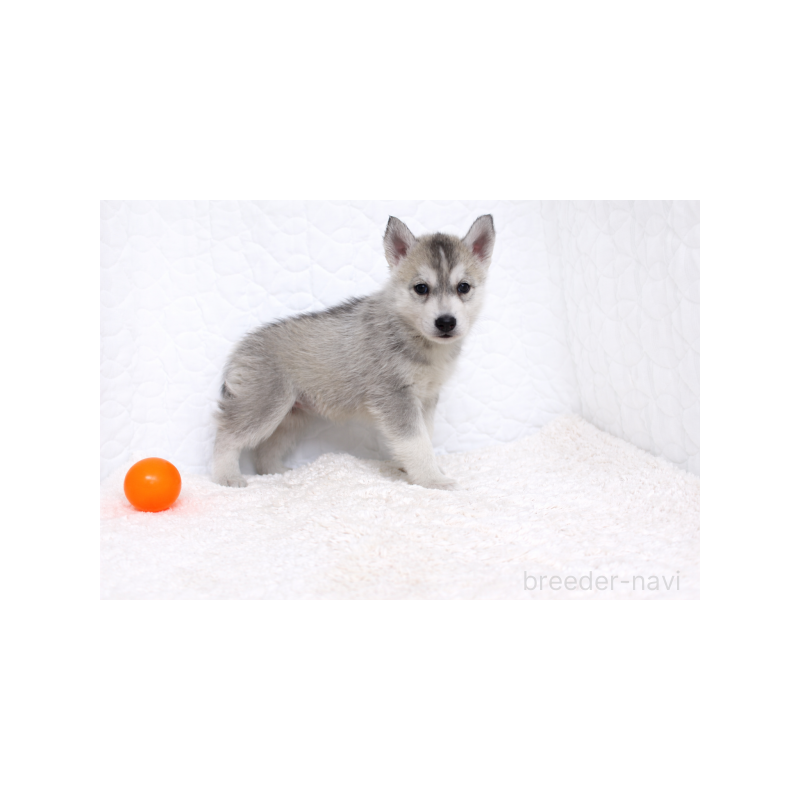 販売中の栃木県のシベリアンハスキー-442335の2枚目