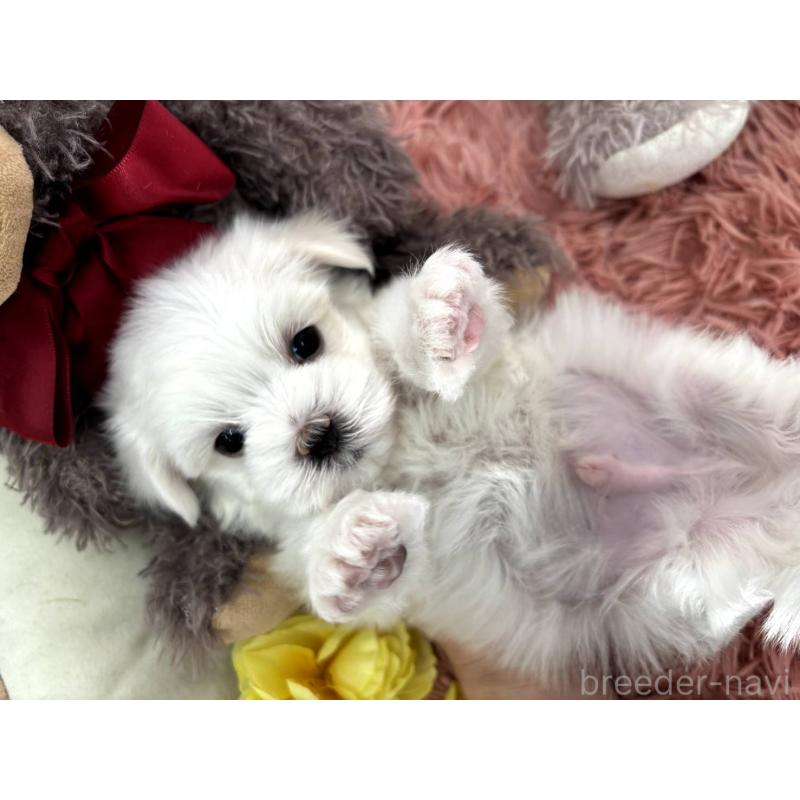 販売中の埼玉県のマルチーズ-442336の4枚目