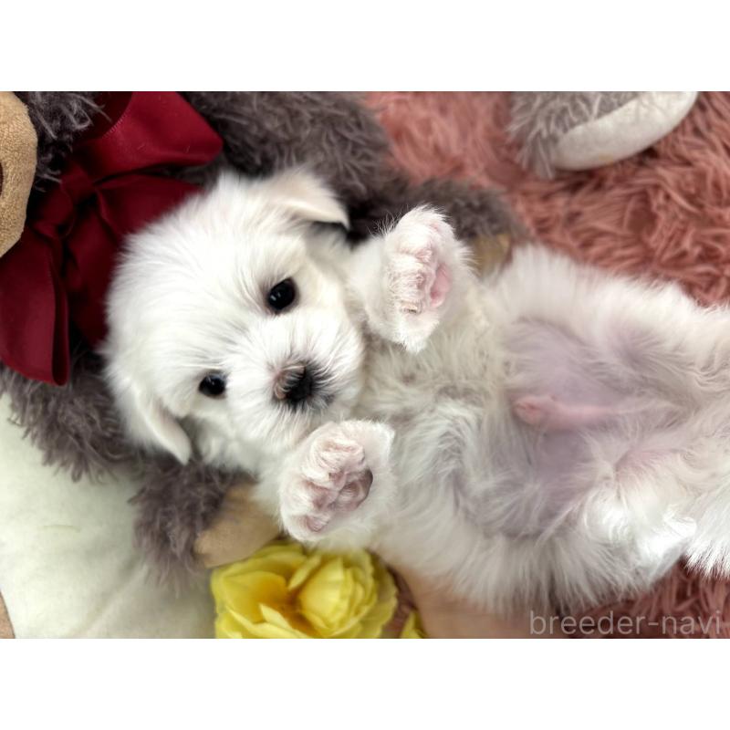 販売中の埼玉県のマルチーズ-442336の3枚目