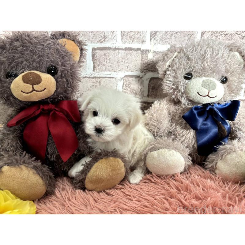 販売中の埼玉県のマルチーズ-442336の2枚目