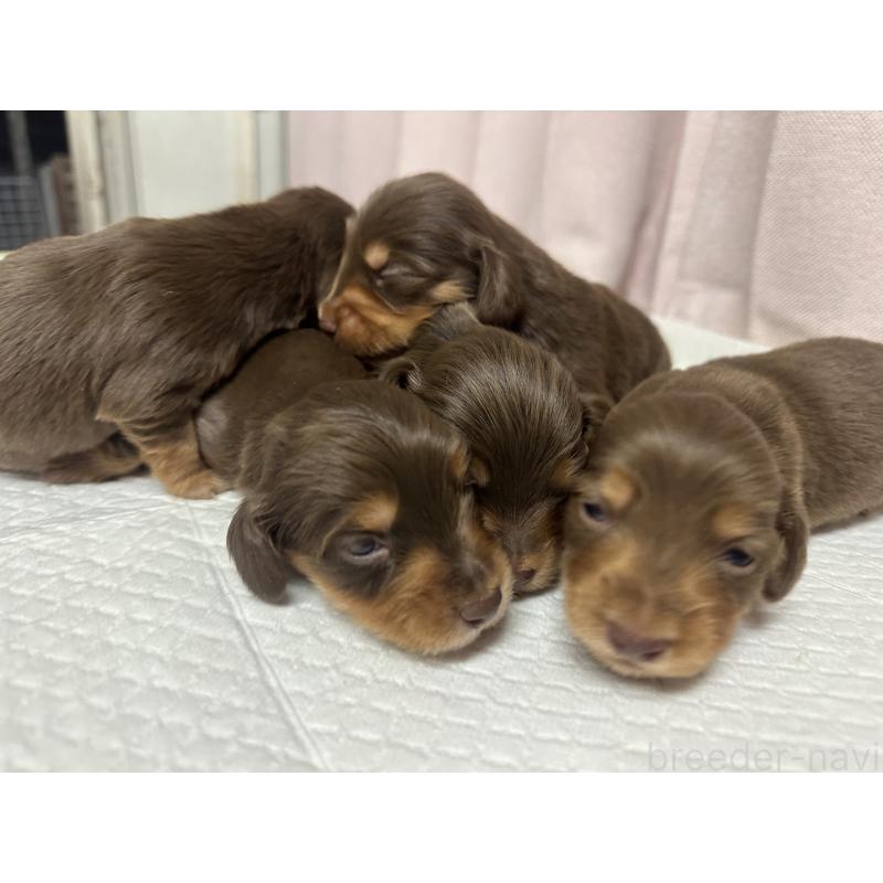 販売中の熊本県のミニチュアダックスフンド(ロングヘアード)-442338の1枚目