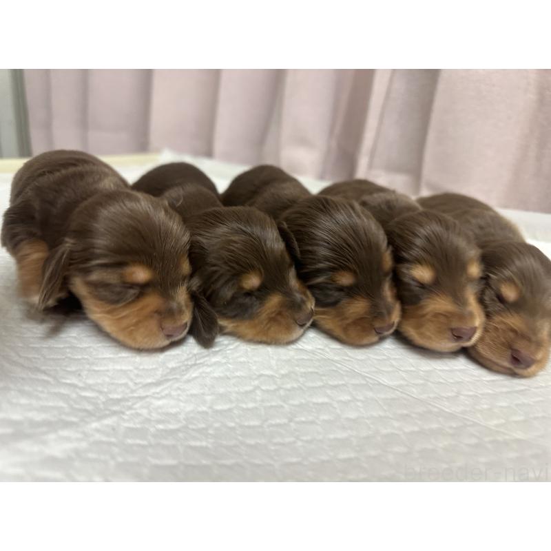 販売中の熊本県のミニチュアダックスフンド(ロングヘアード)-442338の4枚目