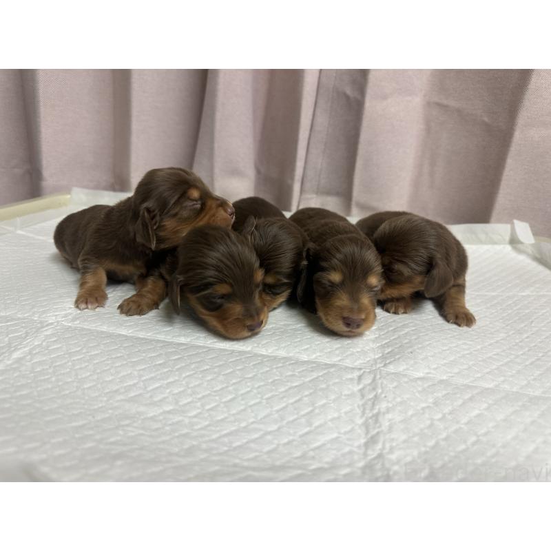 販売中の熊本県のミニチュアダックスフンド(ロングヘアード)-442338の3枚目