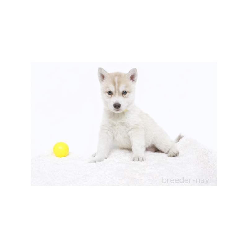 販売中の栃木県のシベリアンハスキー-442339の5枚目