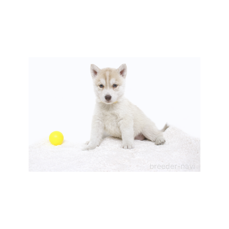 販売中の栃木県のシベリアンハスキー-442339