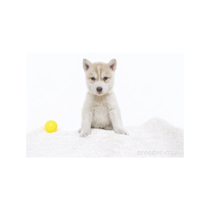 販売中の栃木県のシベリアンハスキー-442339の2枚目