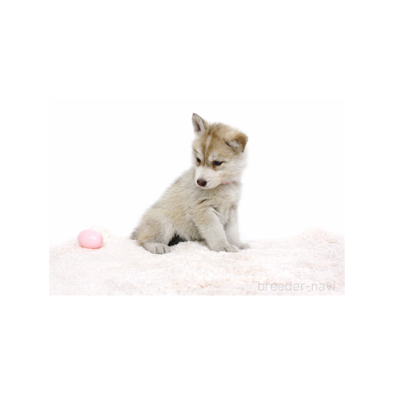 販売中の栃木県のシベリアンハスキー-442340の5枚目