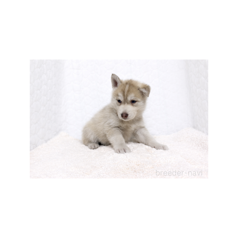 販売中の栃木県のシベリアンハスキー-442340の2枚目