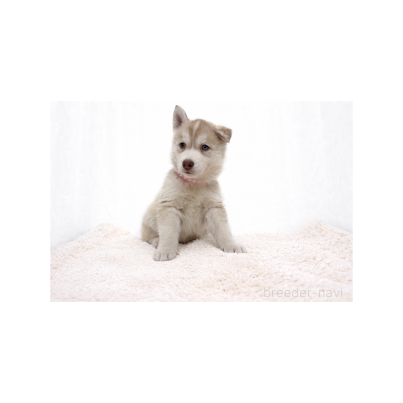 販売中の栃木県のシベリアンハスキー-442340