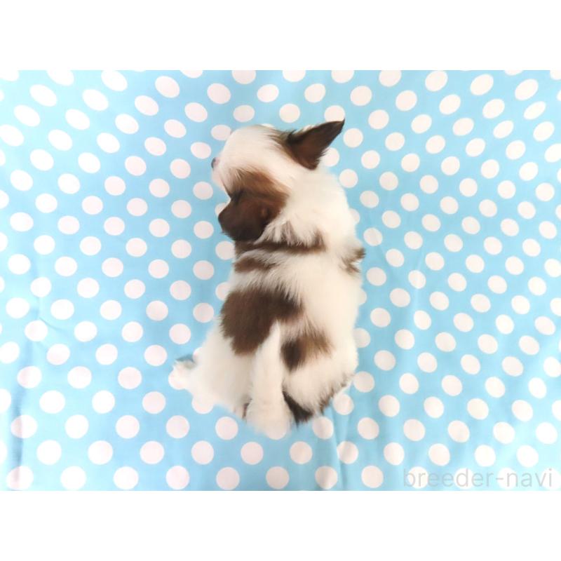 成約済の千葉県のパピヨン-438384の5枚目