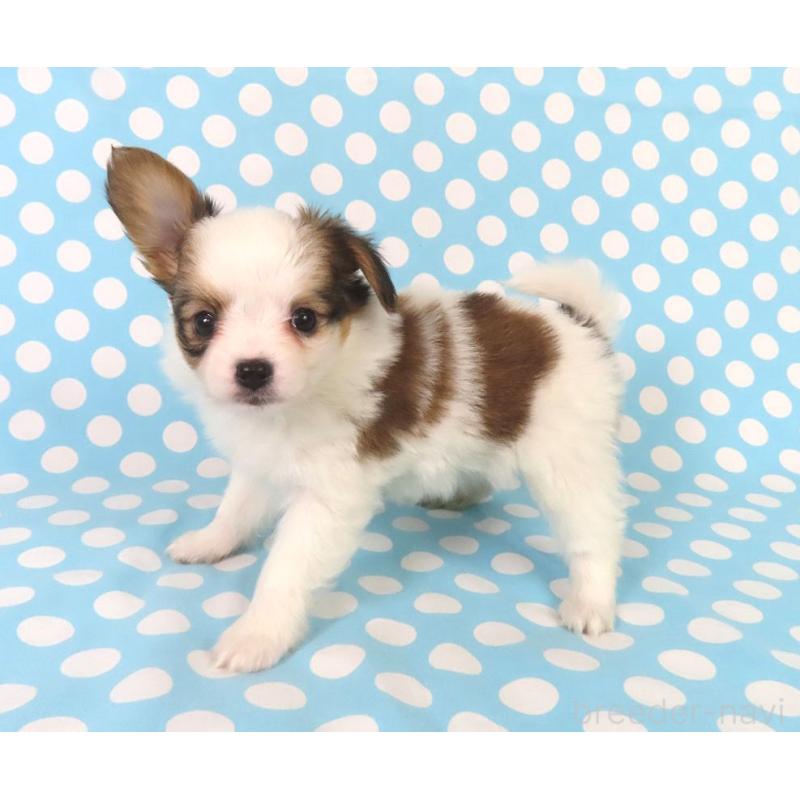 成約済の千葉県のパピヨン-438384の4枚目